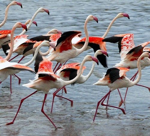 Fenicotteri rosa nel Parco di Molentargius - Saline