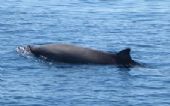 cetacei nell'Arcipelago della Maddalena