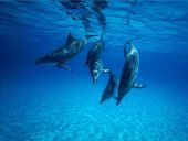 in immersione - delfini a Tavolara