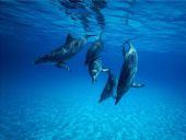 Diving in the Marine Protected Tavolara Capo Coda Cavallo