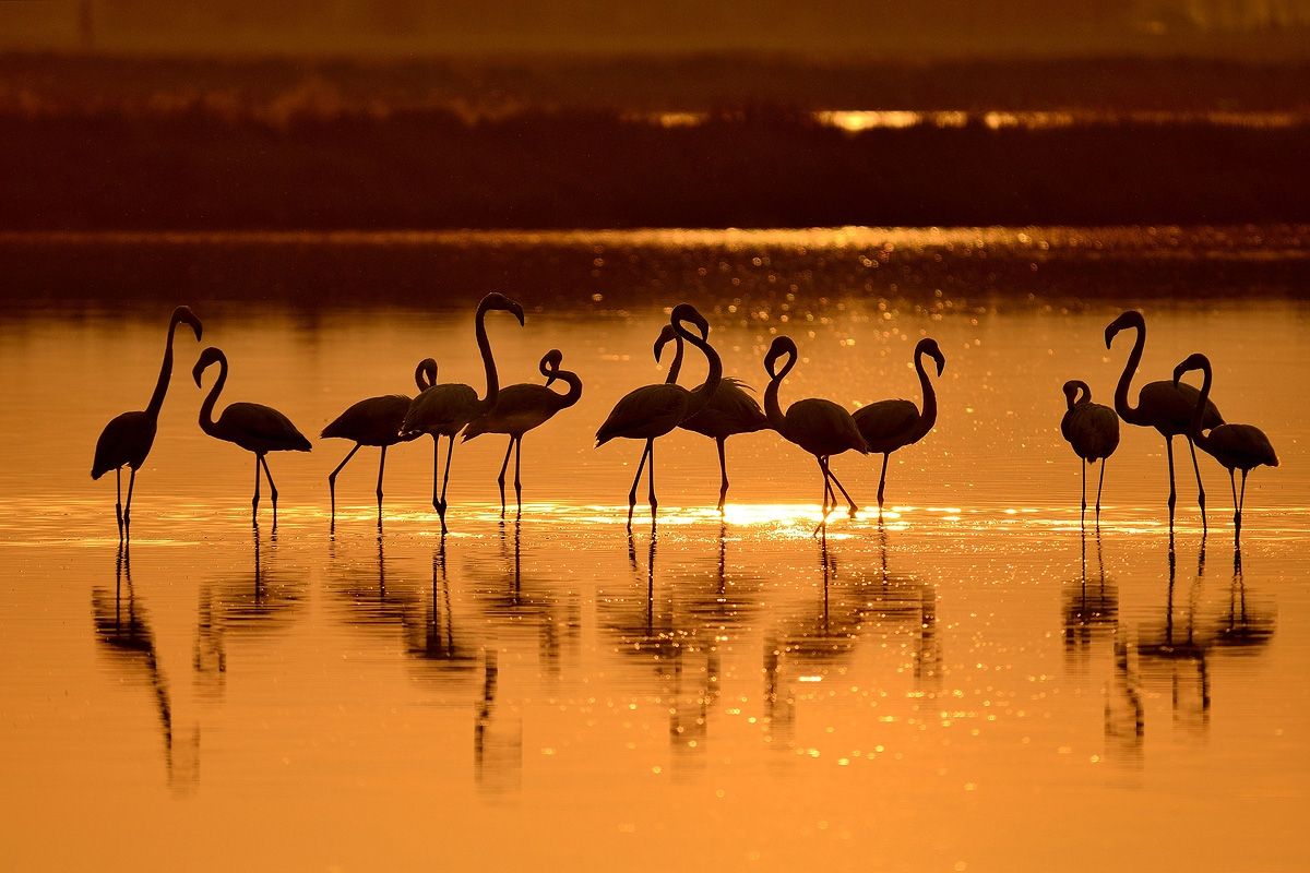 laguna di San Teodoro al tramonto 