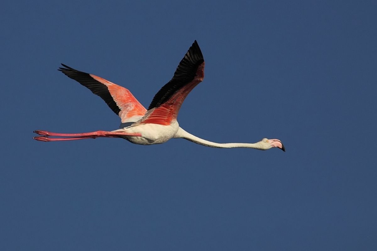 fenicottero rosa in volo sulla laguna di San Teodoro