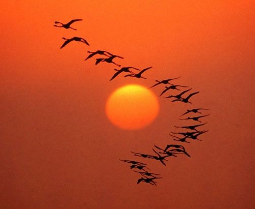 fenicotteri rosa in volo sulla laguna di San Teodoro