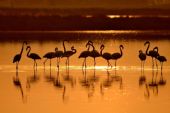 laguna di San Teodoro al tramonto