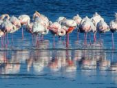 fenicotteri rosa nella laguna di San Teodoro