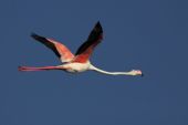 fenicottero rosa in volo sulla laguna di San Teodoro