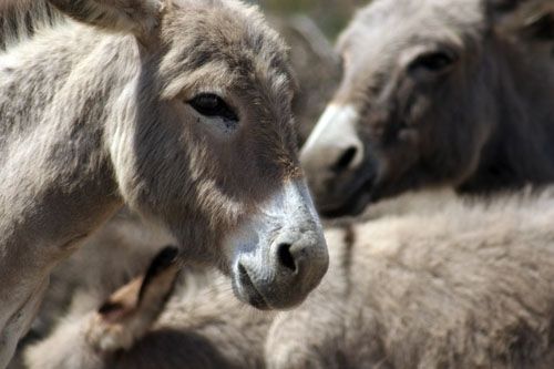 asineli bianchi all'Asinara