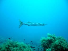 barracuda nel mare dell'isola dell'Asinara