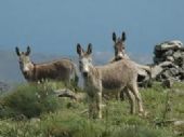 Asinara