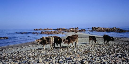 spiaggia di Coccorocci, Marina di Gairo