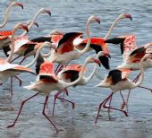 fenicotteri rosa al parco di Molentargius