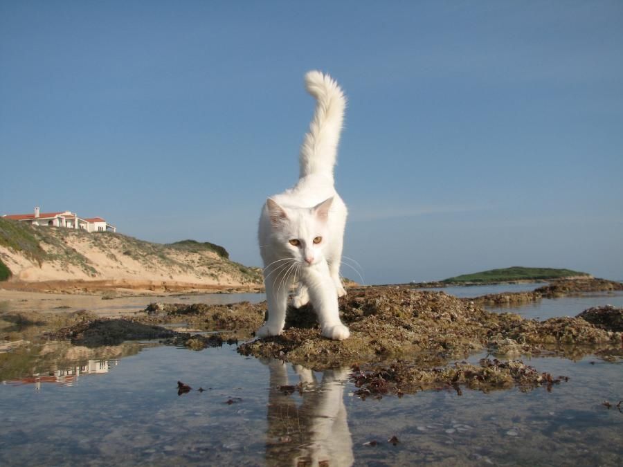 spiaggia Su Pallosu