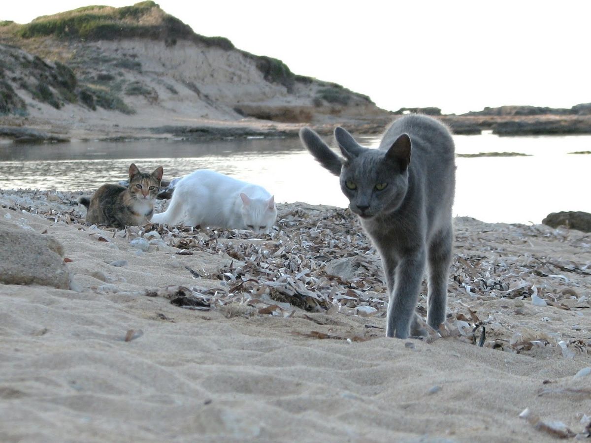 spiaggia Su Pallosu