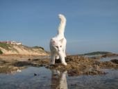 spiaggia Su Pallosu