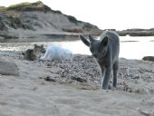 spiaggia Su Pallosu