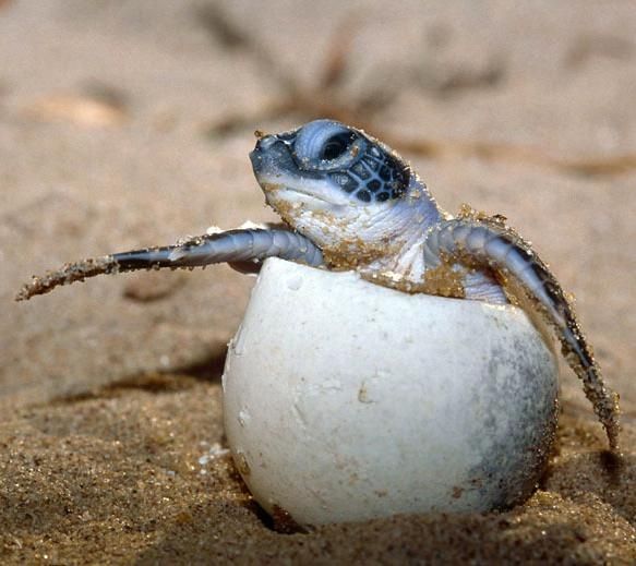 schiusa della tartaruga Caretta Caretta a Cala Sinzias