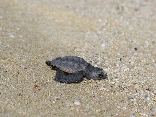 tartaruga Caretta Caretta