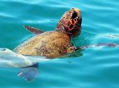 tartaruga Caretta Caretta a Cala Sinzias