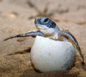 schiusa della tartaruga Caretta Caretta a Cala Sinzias