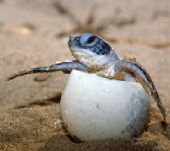 Loggerhead Turtles in Cala Sinzias