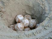 uova delle tartaruga Caretta Caretta a Cala Sinzias