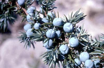 liqueur Juniper